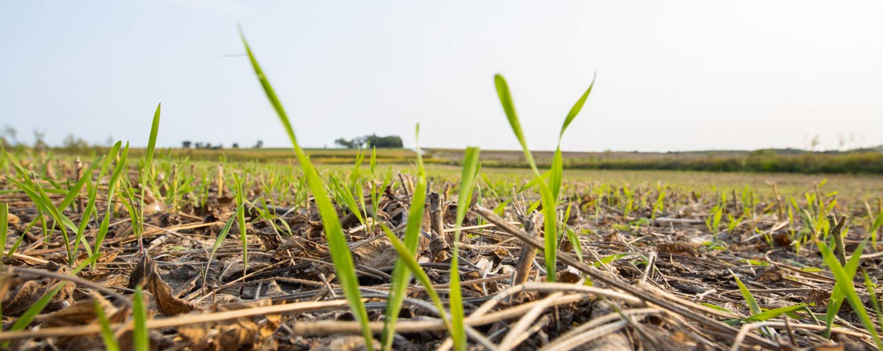 grass soil close up image