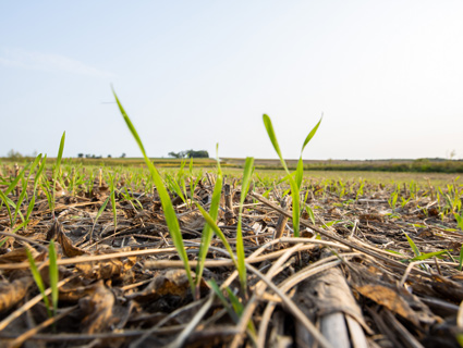 grass soil close up image grass soil close up image